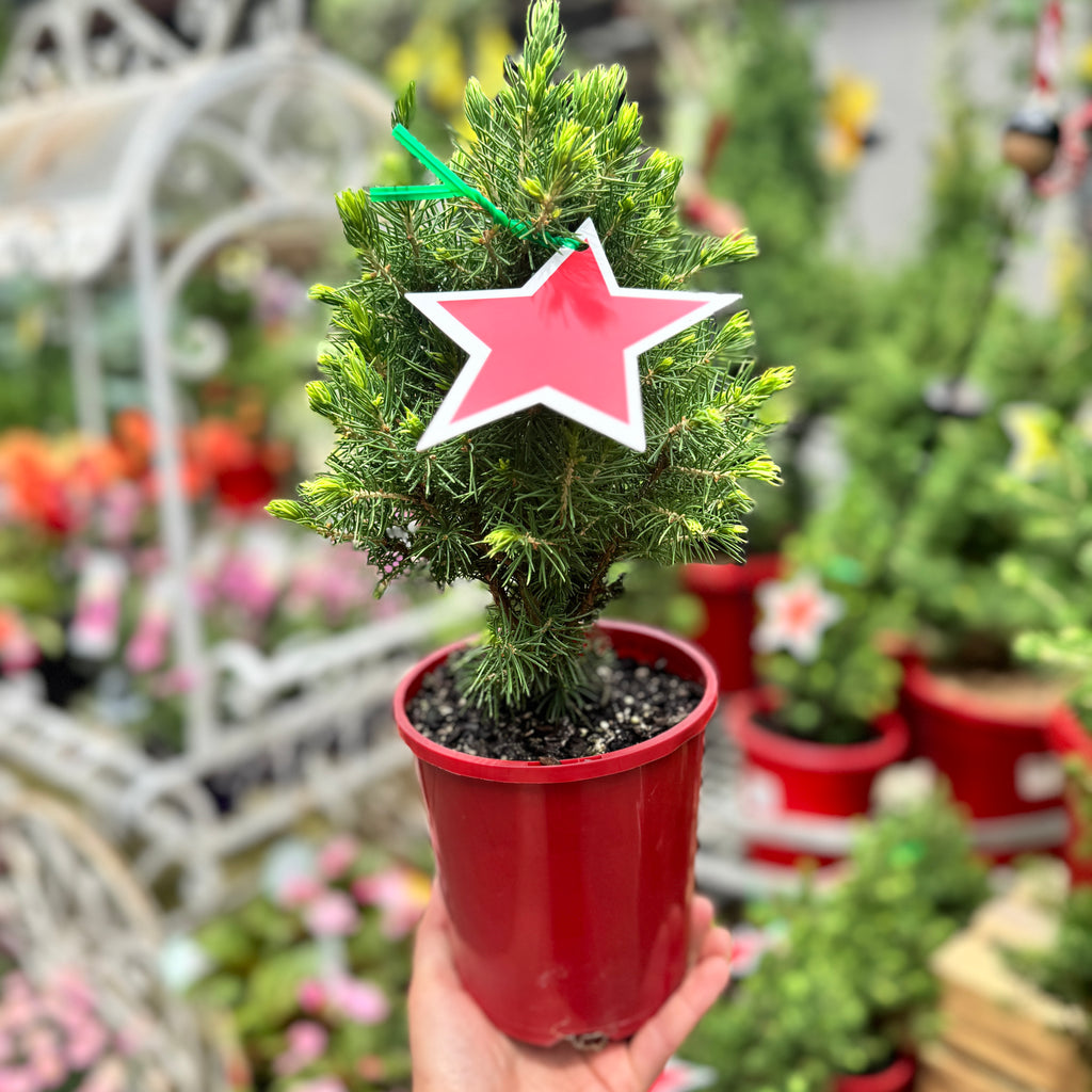 Picea Glauca Christmas Star - 14cm Pot