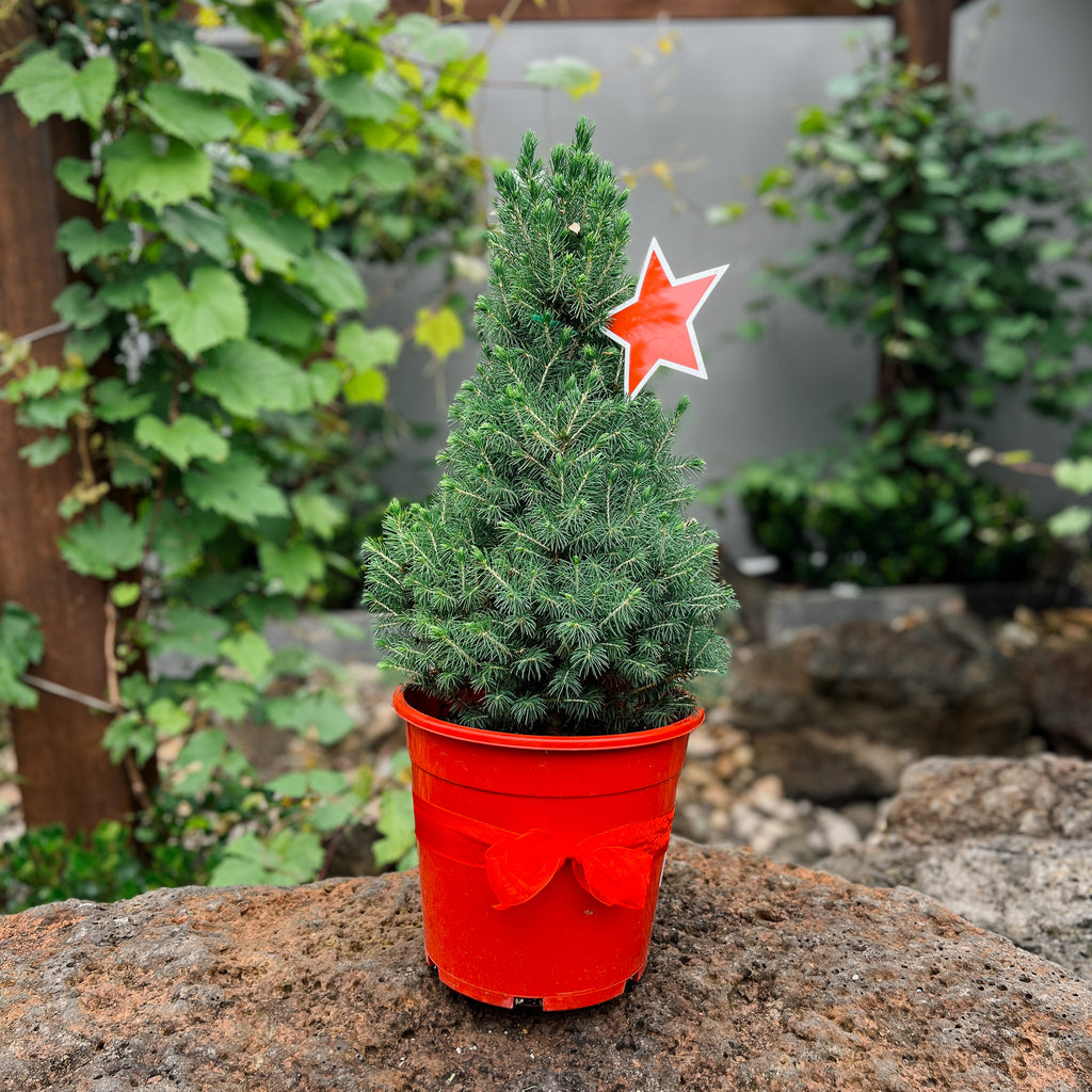 Picea Glauca Super Star - 25cm Pot
