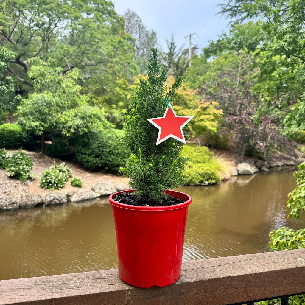 Picea Glauca Christmas Star - 20cm Pot
