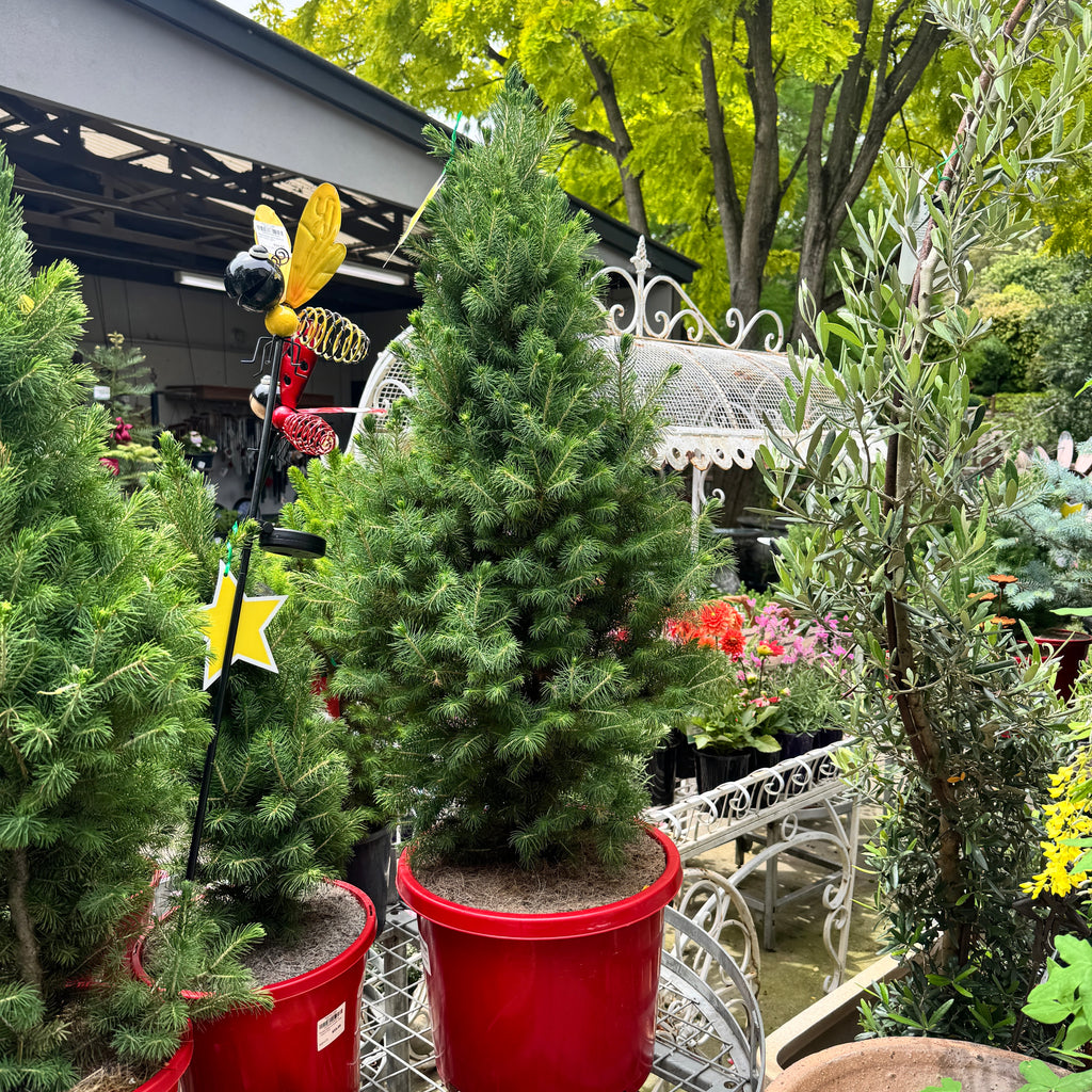 Picea Glauca Super Star - 33cm Pot