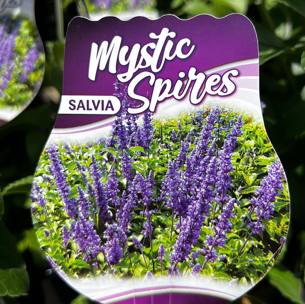 Salvia Mystic Spires - 14cm Pot
