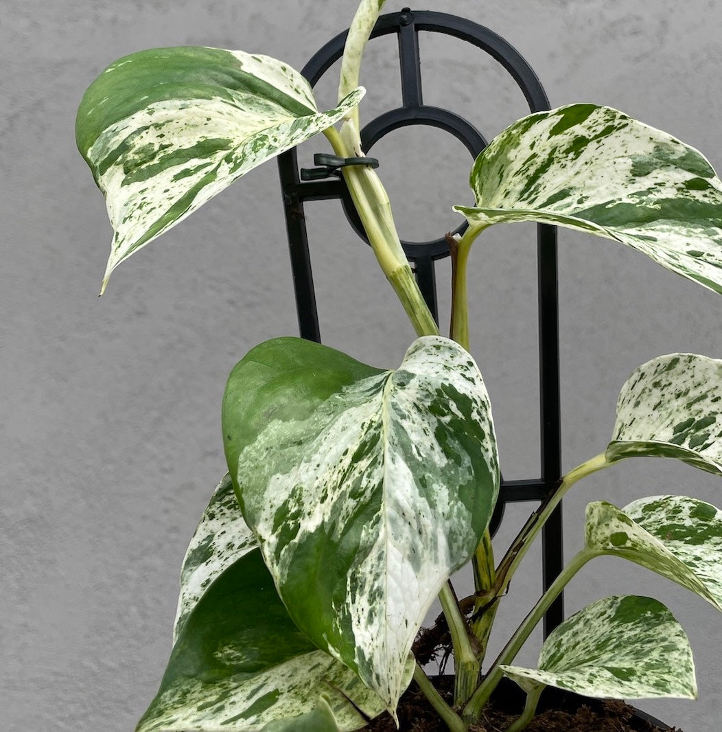 Epipremnum Aureum Marble Queen - 13cm Pot