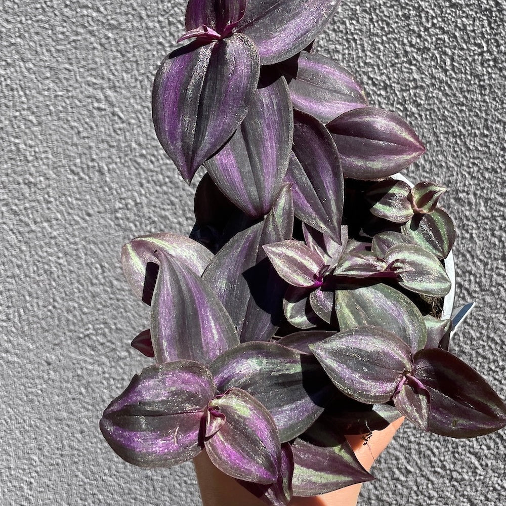 Tradescantia Zebrina Spiderwort - 13cm Pot