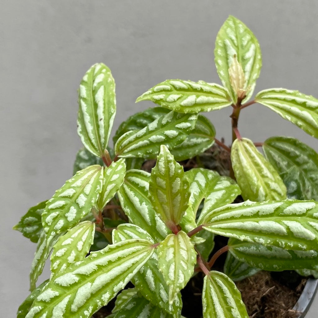 Pilea Cadierei Aluminium Plant - 13cm Pot