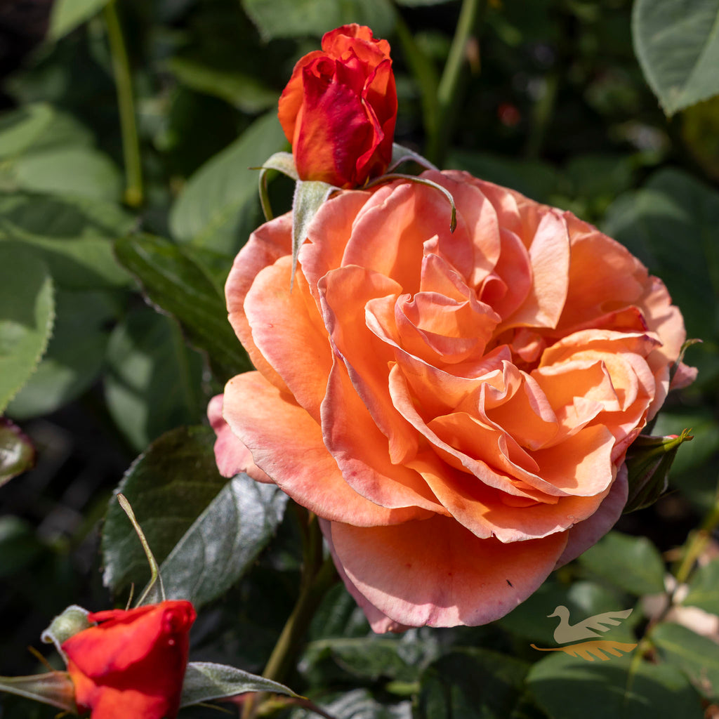 Bush Rose Casanova - 20cm Pot