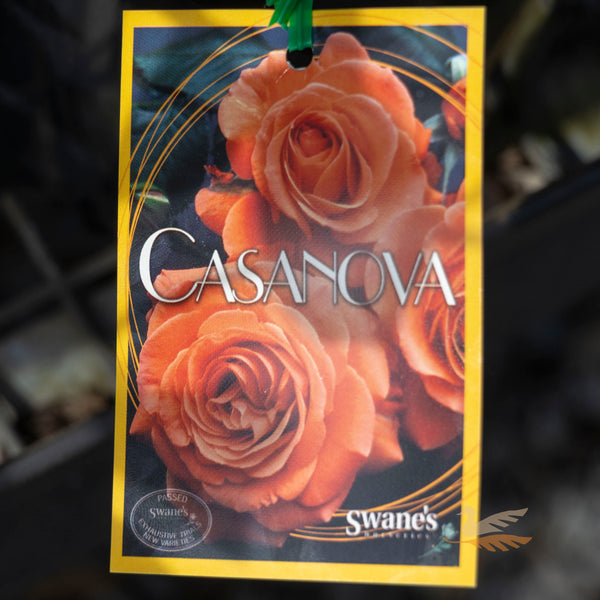 Bush Rose Casanova - 20cm Pot