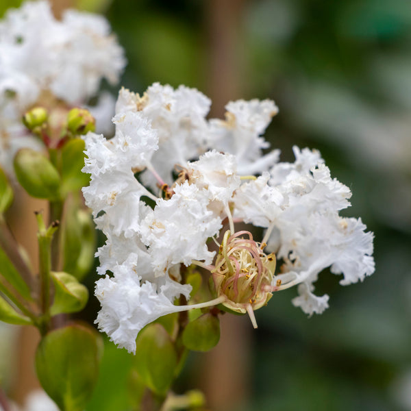 Lagerstroemia Albury White - 20cm Pot