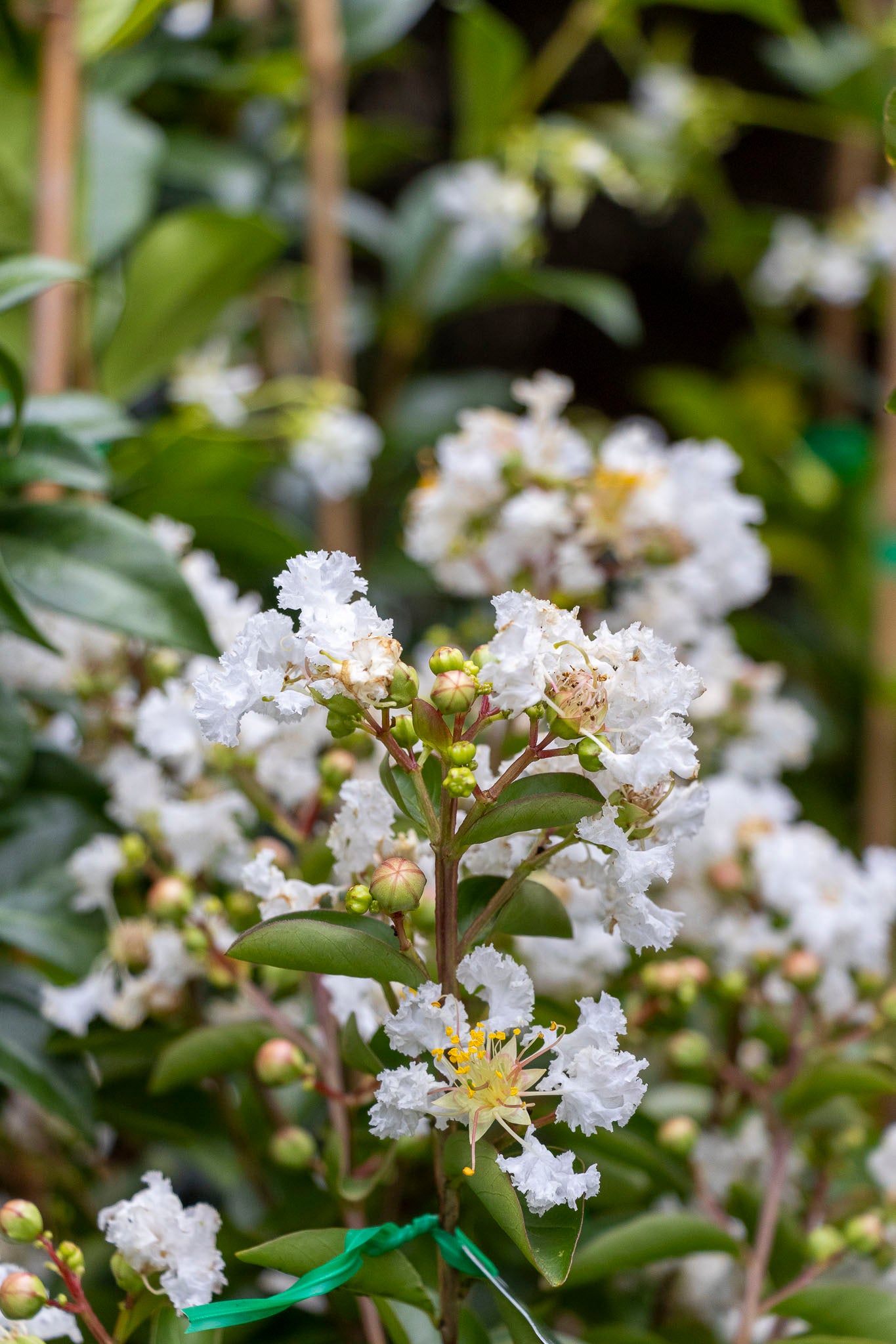 Lagerstroemia Albury White - 20cm Pot