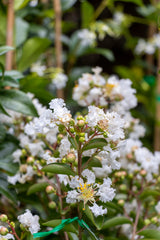 Lagerstroemia Albury White - 20cm Pot