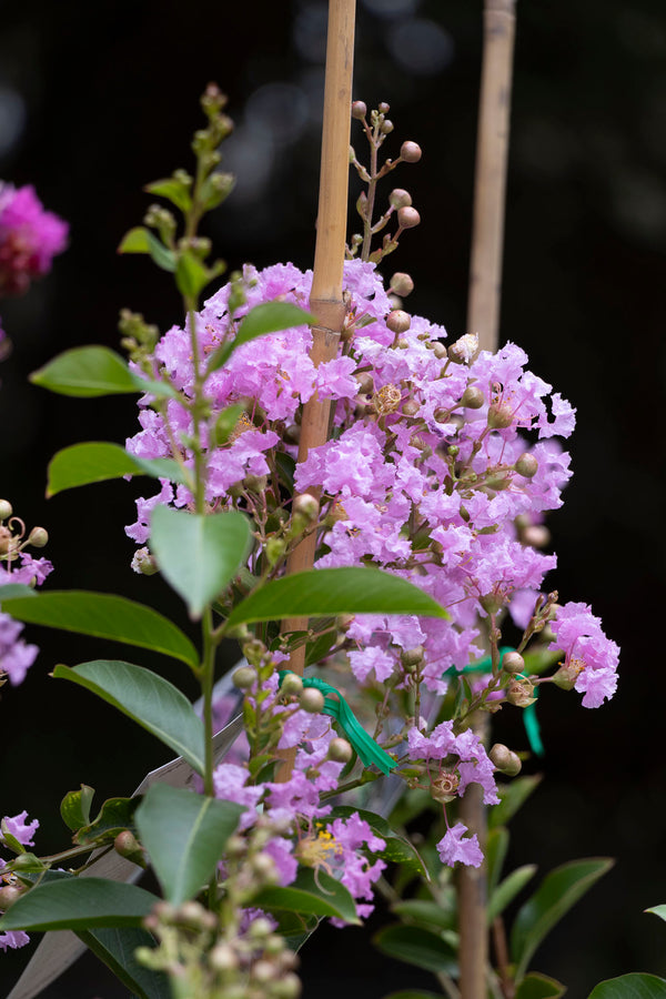 Lagerstroemia Lipan - 20cm Pot