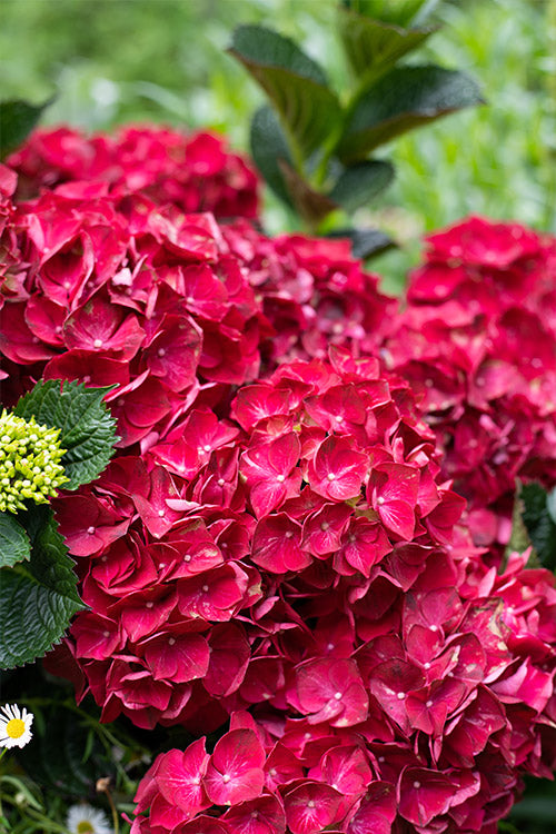 Hydrangea Magical Ruby Red - 25cm Pot