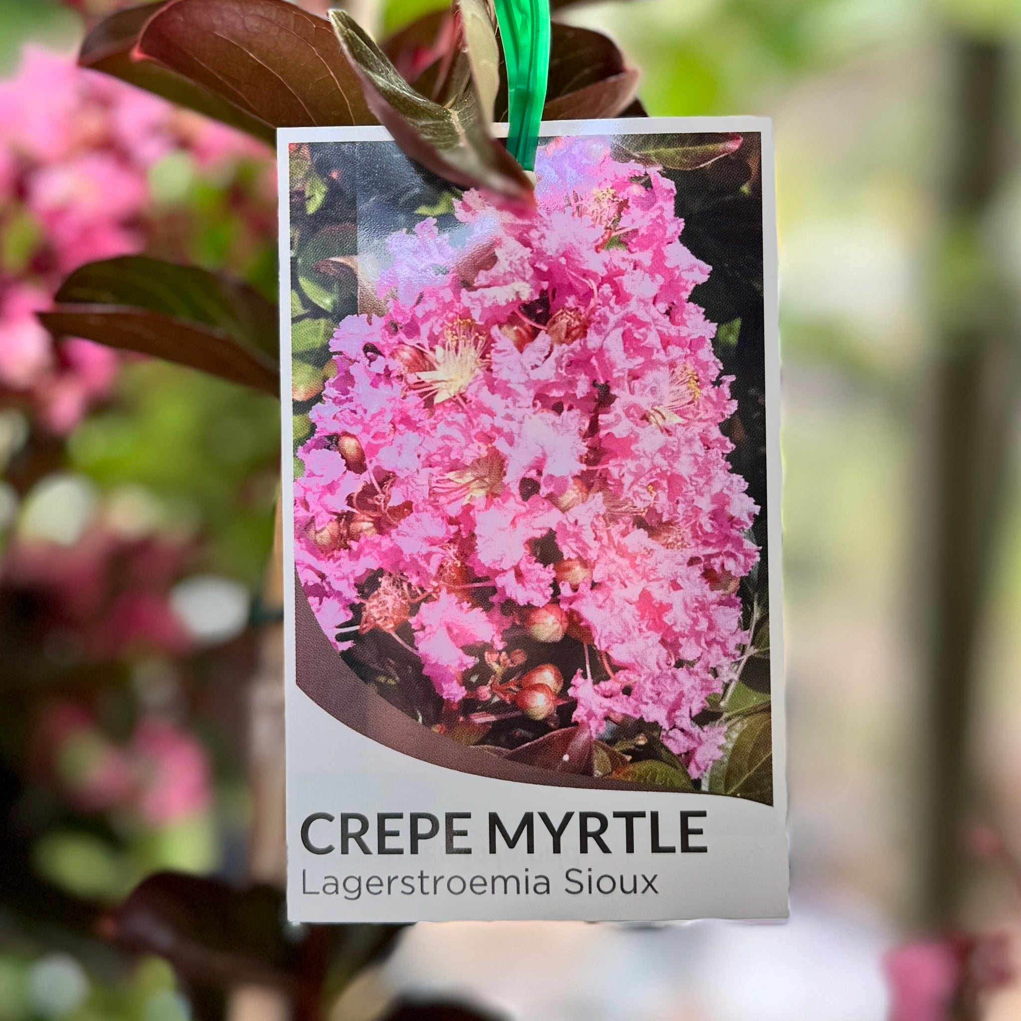 Lagerstroemia Sioux - 30cm Pot