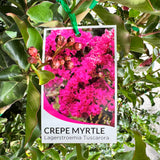 Lagerstroemia Tuscarora - 30cm Pot