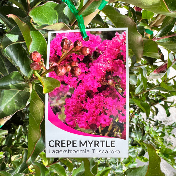 Lagerstroemia Tuscarora - 30cm Pot