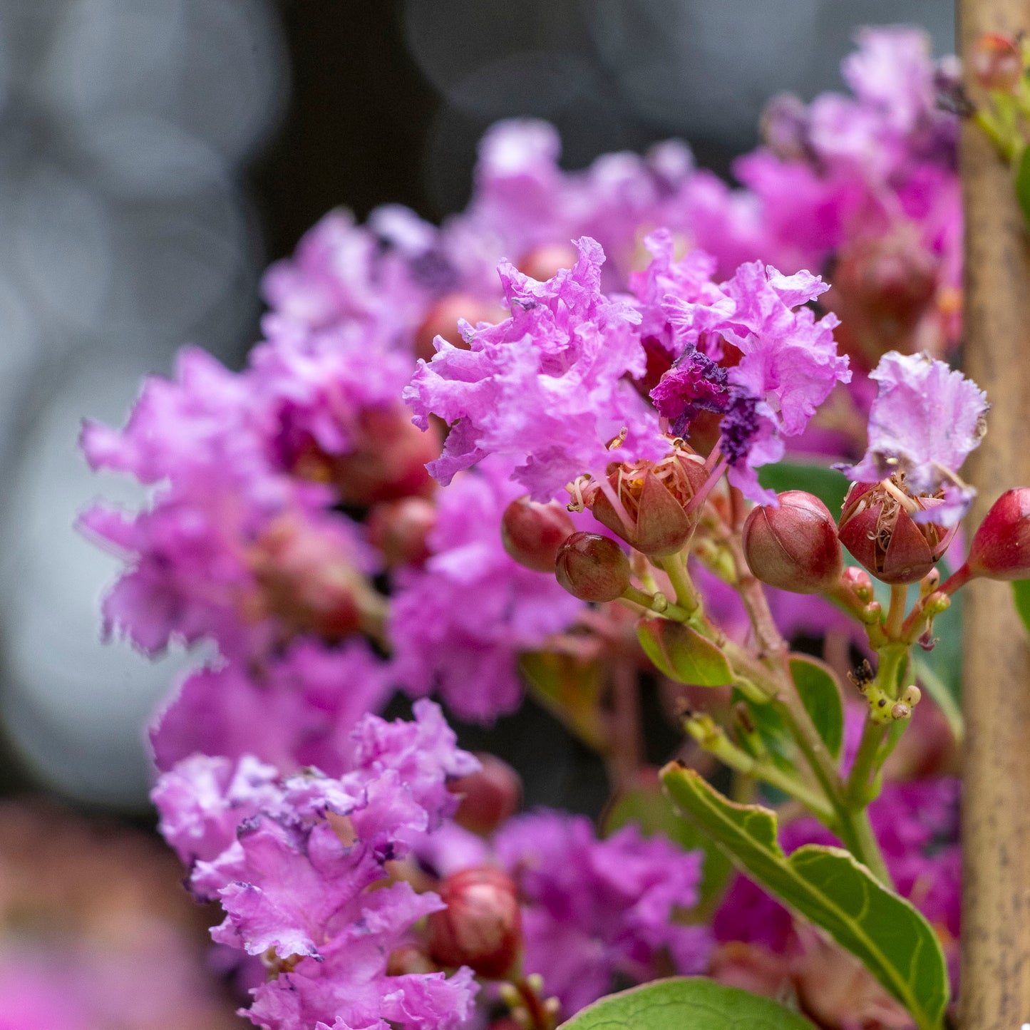 Lagerstroemia Zuni - 30cm Pot