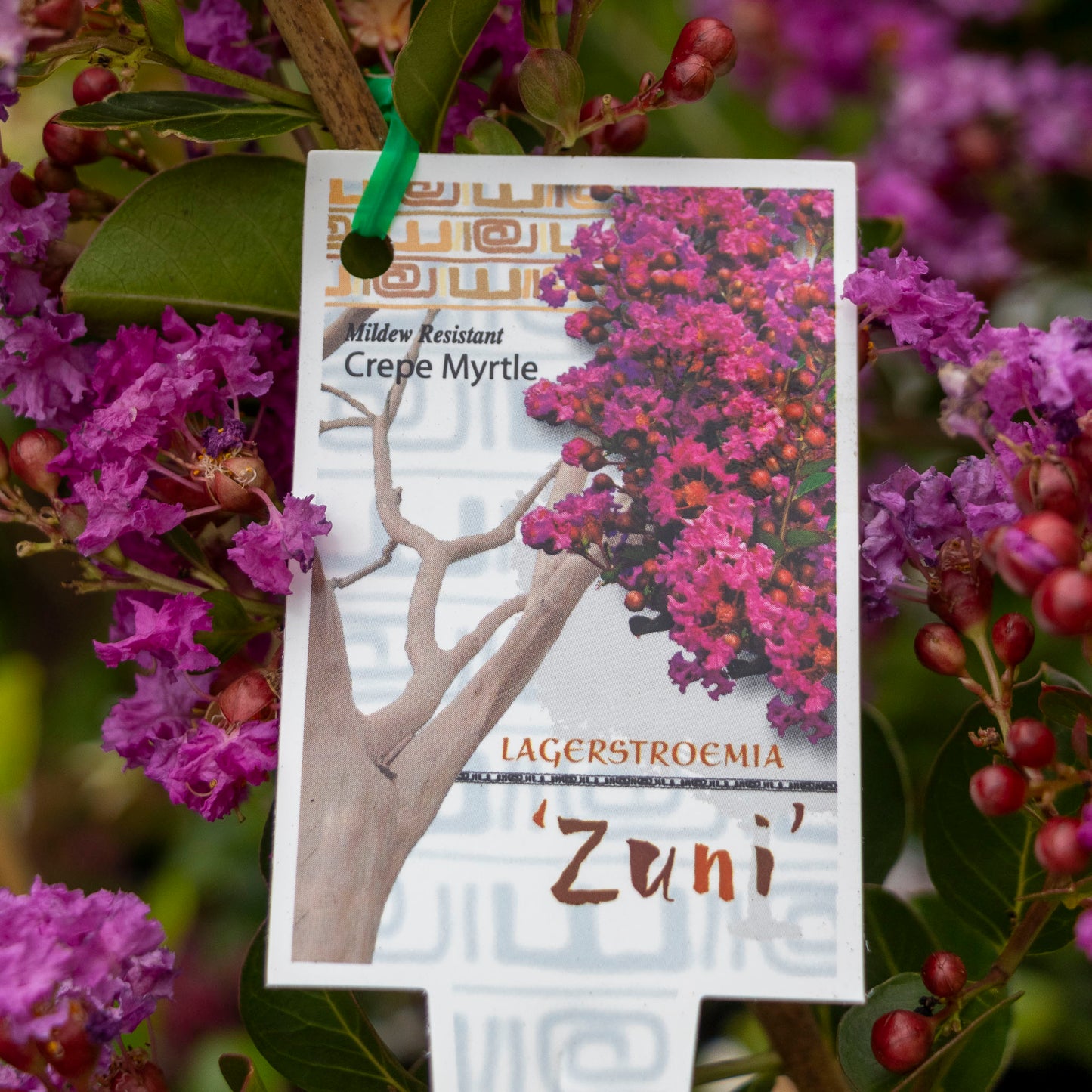 Lagerstroemia Zuni - 30cm Pot