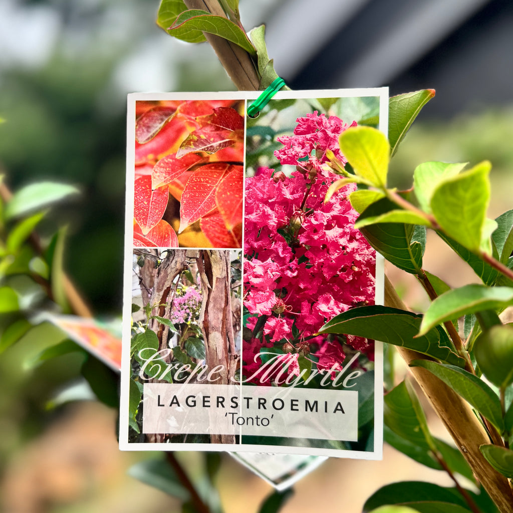 Lagerstroemia Tonto - 30cm Pot