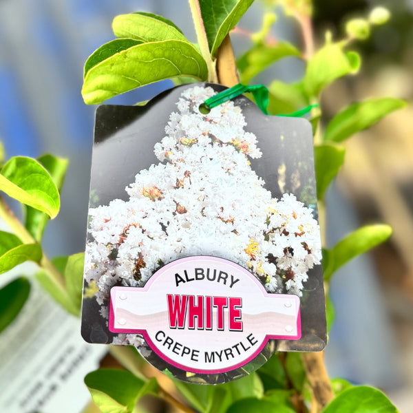 Lagerstroemia Albury White - 30cm Pot
