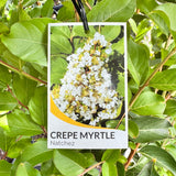Lagerstroemia Natchez - 20cm Pot