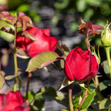 Bush Rose Gallipoli Centenary - 20cm Pot