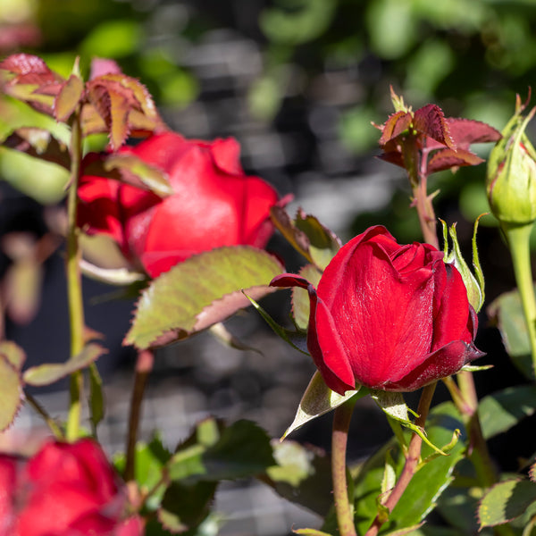 Bush Rose Gallipoli Centenary - 20cm Pot