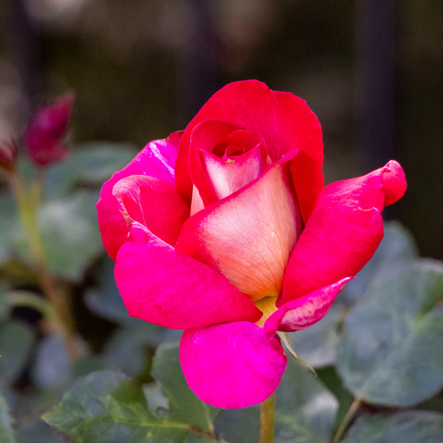 Standard Rose Fiona's Wish - 3ft/90cm | 20cm Pot