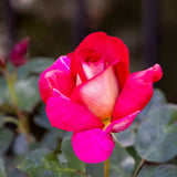 Standard Rose Fiona's Wish - 3ft/90cm | 20cm Pot