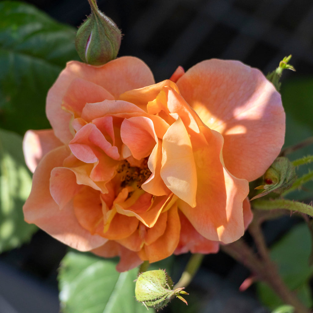 Climbing Rose Westerland - 20cm Pot