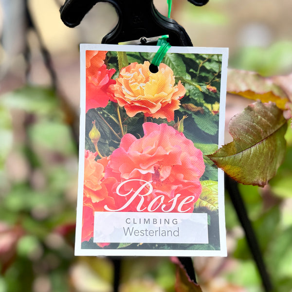 Climbing Rose Westerland - 20cm Pot
