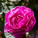 Standard Rose Old Port - 3ft/90cm | 20cm Pot