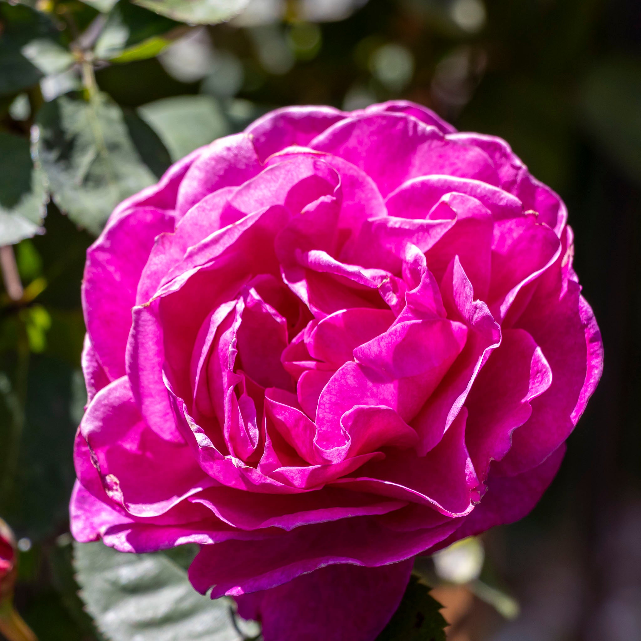 Standard Rose Old Port - 3ft/90cm | 20cm Pot