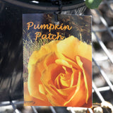 Bush Rose Pumpkin Patch - 20cm Pot