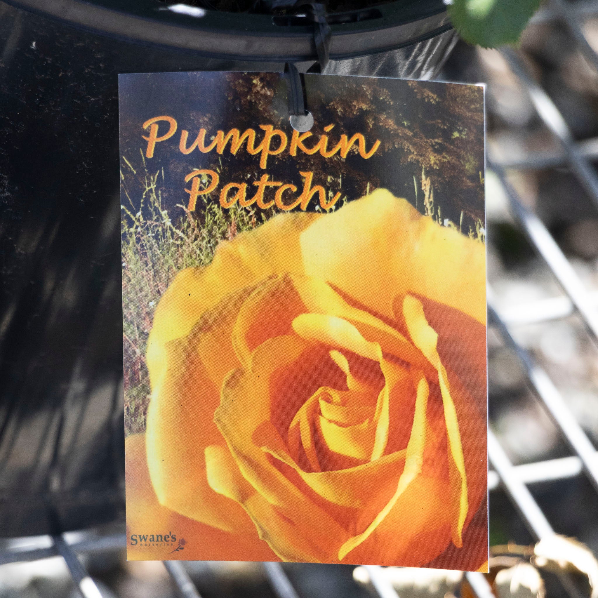 Bush Rose Pumpkin Patch - 20cm Pot