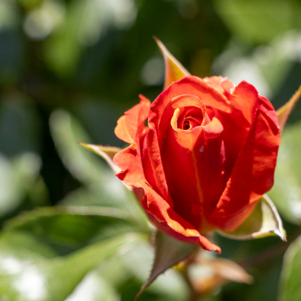 Bush Rose Pumpkin Patch - 20cm Pot