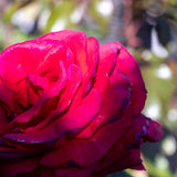 Bush Rose Heartfelt - 20cm Pot