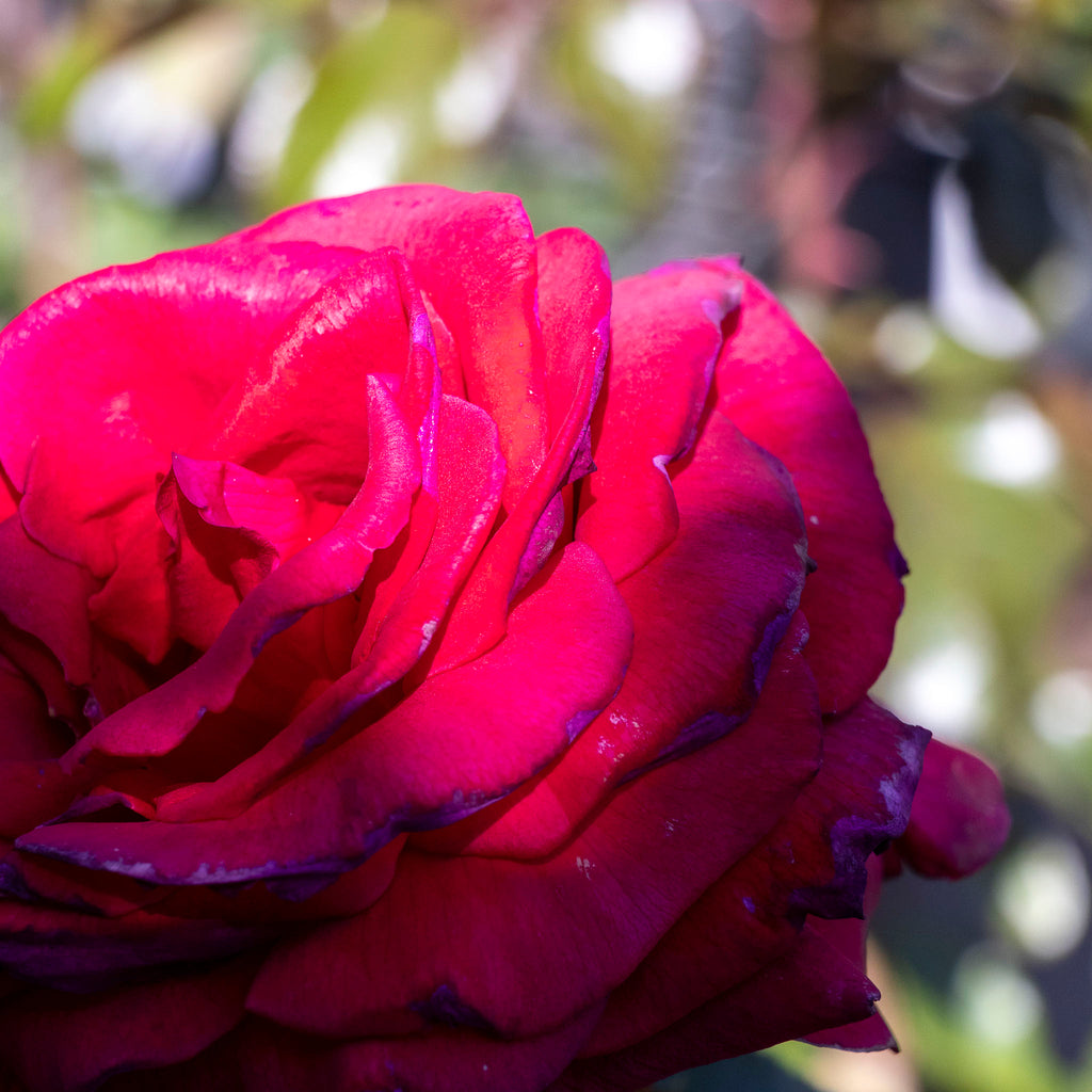 Bush Rose Heartfelt - 20cm Pot