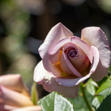 Bush Rose Vintage - 20cm Pot