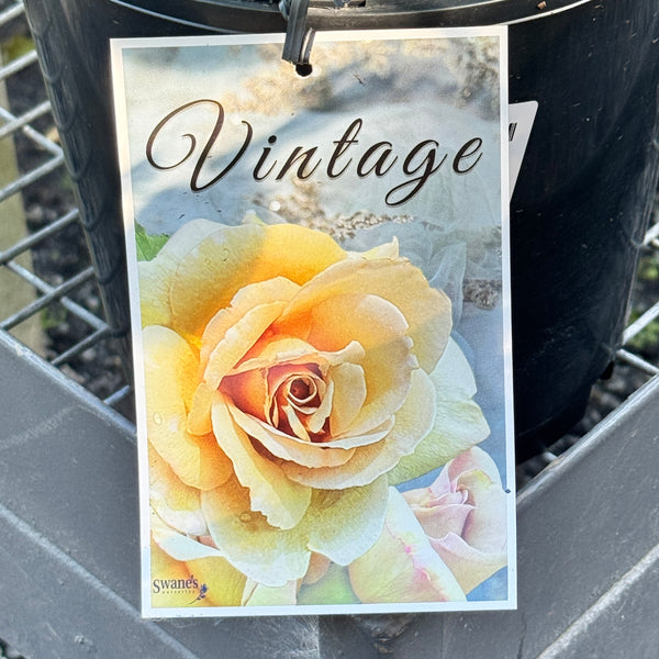 Bush Rose Vintage - 20cm Pot