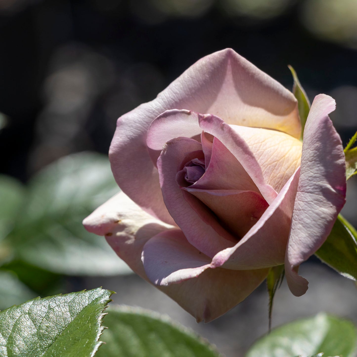 Bush Rose Vintage - 20cm Pot