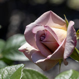 Bush Rose Vintage - 20cm Pot