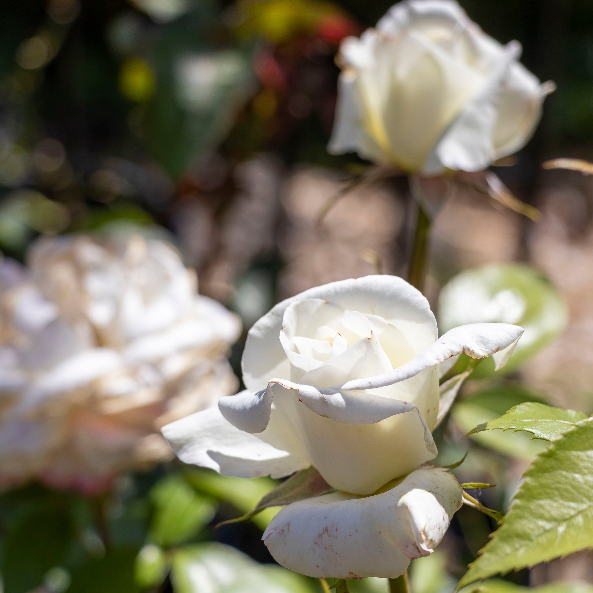 Bush Rose Sugar Moon - 20cm Pot