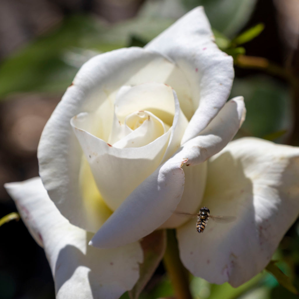 Bush Rose Sugar Moon - 20cm Pot