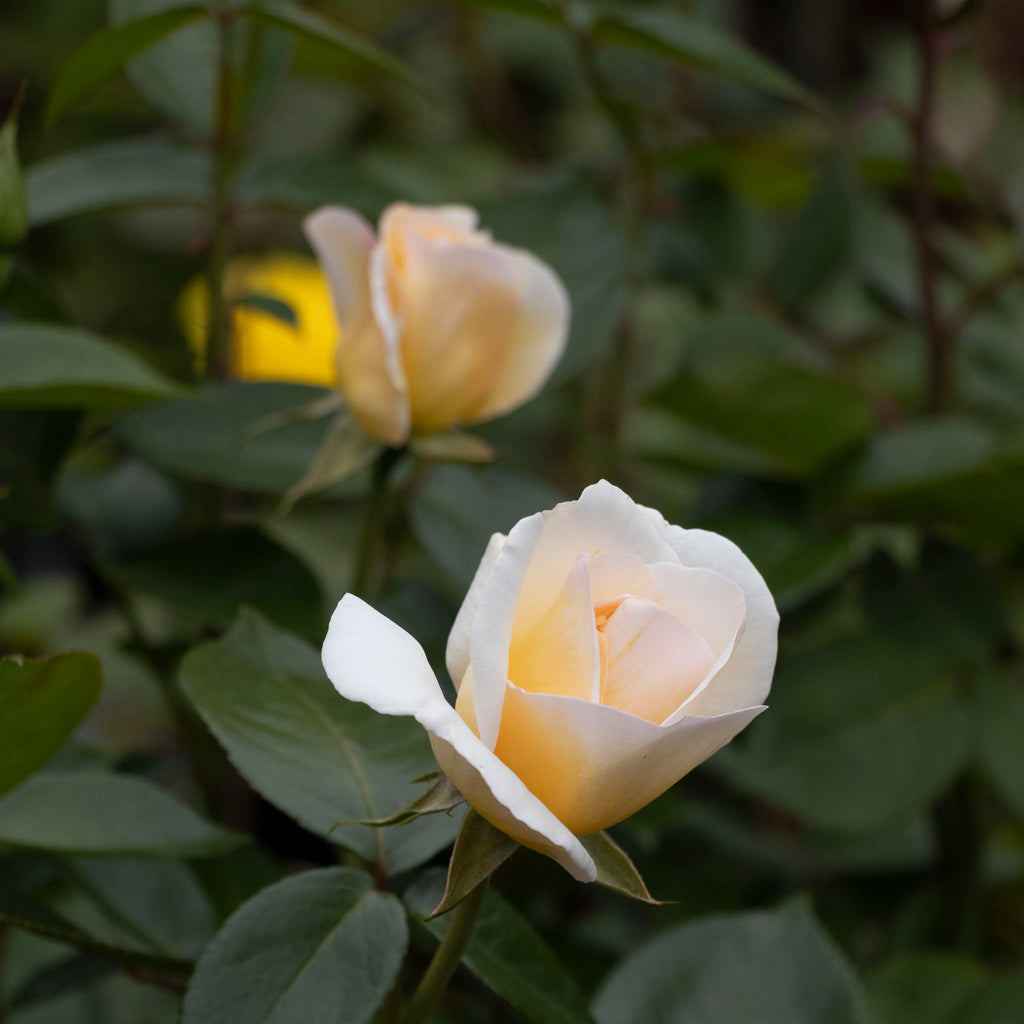 Delbard Rose Grand Nord - 20cm Pot