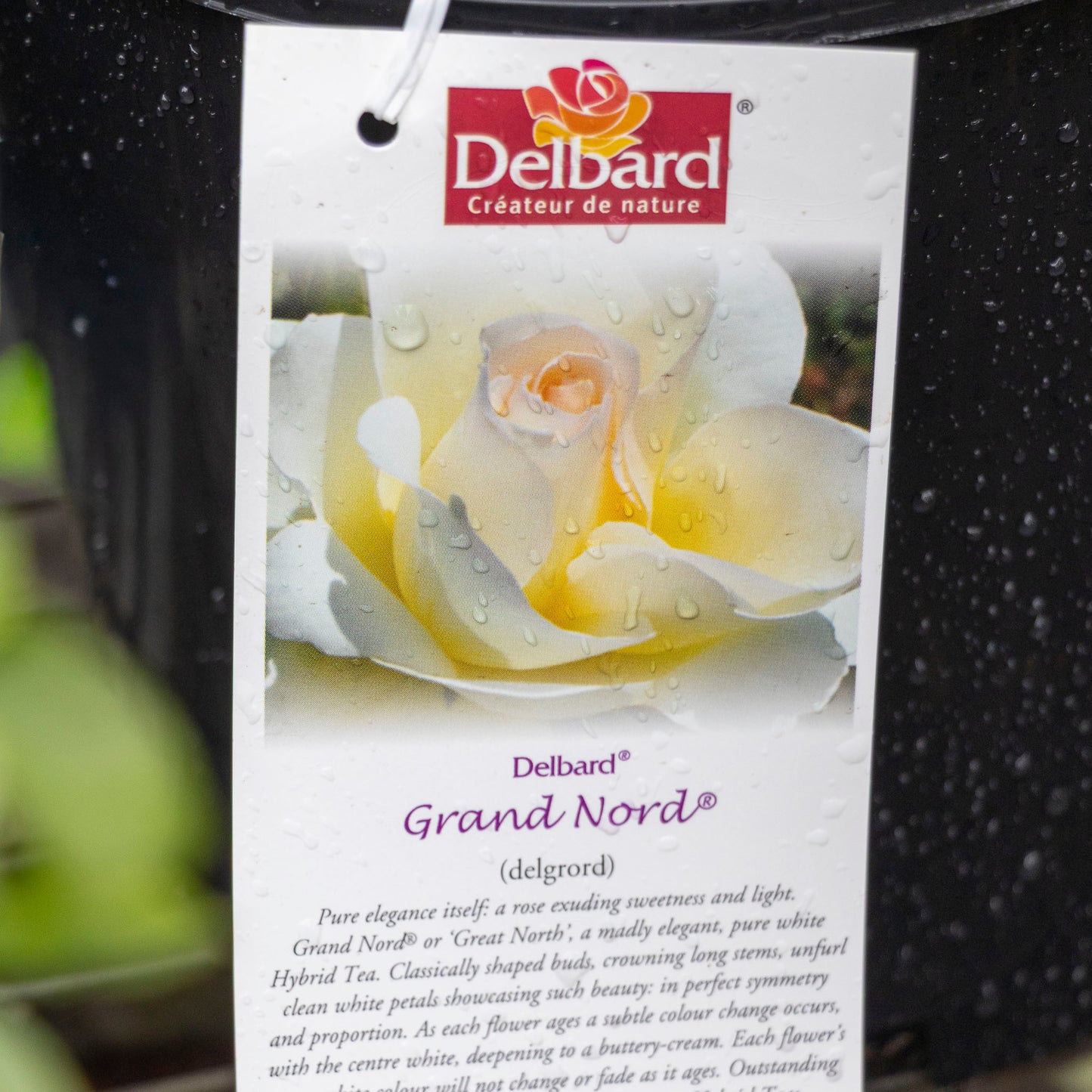 Delbard Rose Grand Nord - 20cm Pot