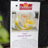 Delbard Rose Grand Nord - 20cm Pot