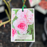 Standard Rose Bonica - 90cm/3ft | 20cm Pot