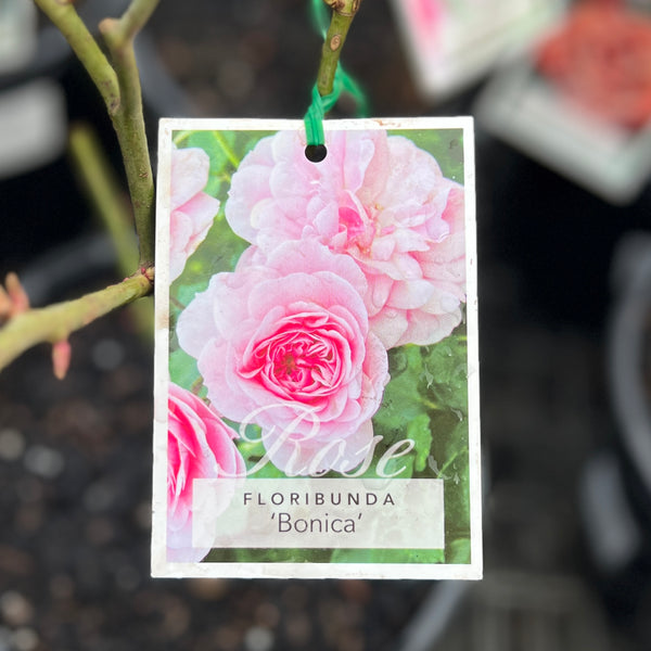 Standard Rose Bonica - 90cm/3ft | 20cm Pot