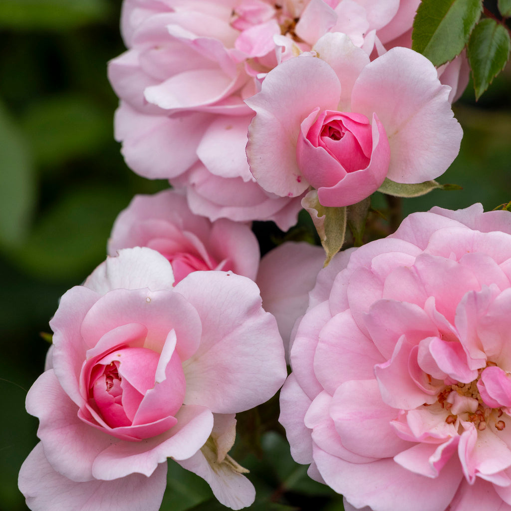 Bush Rose Bonica - 20cm Pot