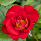 Bush Rose Ketchup And Mustard - 20cm Pot