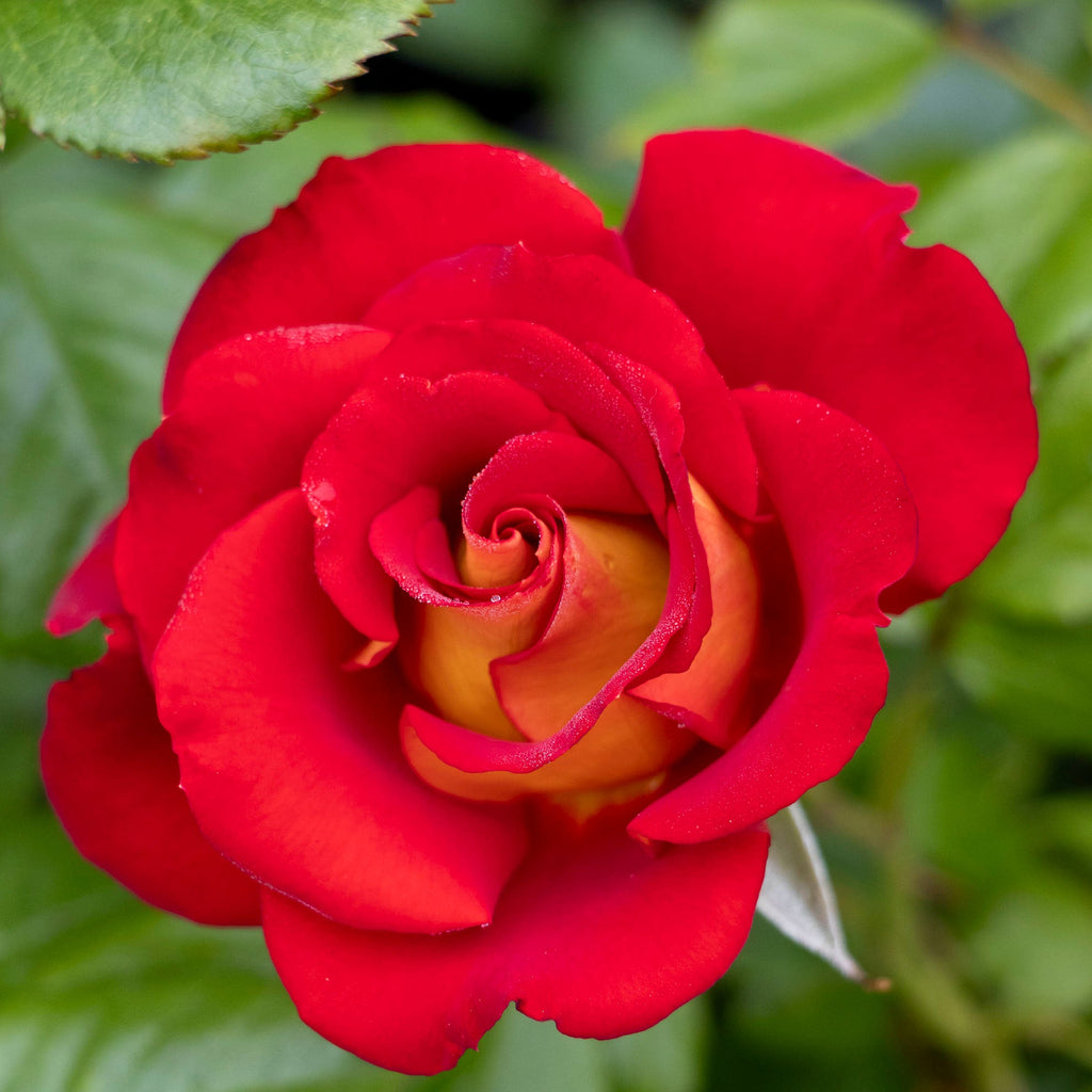 Bush Rose Ketchup And Mustard - 20cm Pot